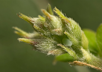 Gray Hairstreak egg